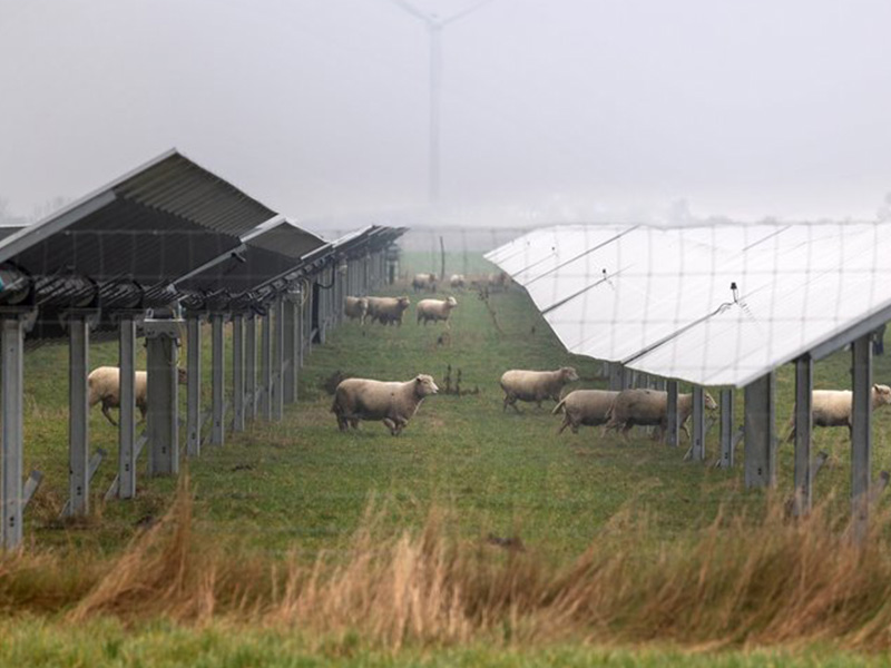 DSB indvier stor solcellepark: Vedvarende energi strømmer fra Lolland